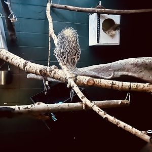 Prehensile-Tailed Porcupine and Sloths