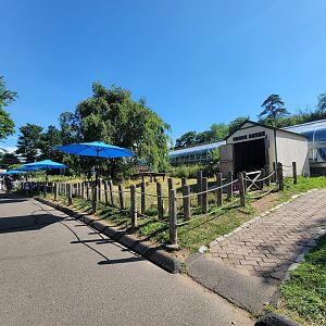 Beardsley 7/22 - Sulcata yard, greenhouse