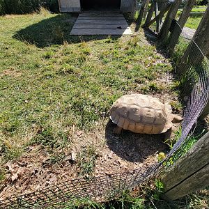 Beardsley 7/22 - Sulcata