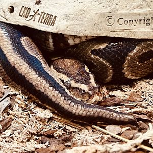 Tropical House - Ball Pythons