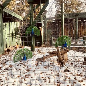 Creative and whimsical way to acknowledge how bird flu is impacting avian displays