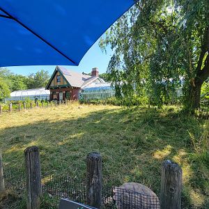 Beardsley 7/22 - Sulcata yard, greenhouse