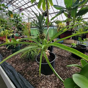 Beardsley 7/22 - Greenhouse, a pineapple plant!