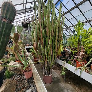 Beardsley 7/22 - Greenhouse cacti
