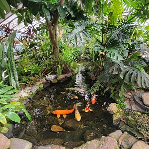 Beardsley 7/22 - Greenhouse koi pond