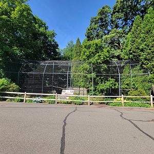 Beardsley 7/22 - Andean condors