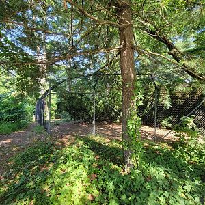 Beardsley 7/22 - Mexican wolves (there's a wolf in this photo)