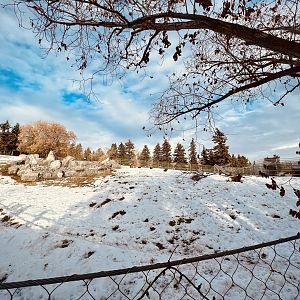 Bighorn Sheep Exhibit