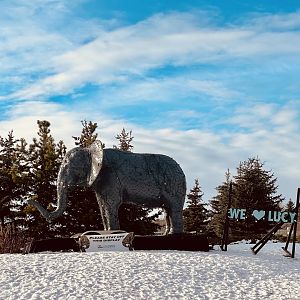 Kind of reminds of Alaska Zoo’s Maggie Saga