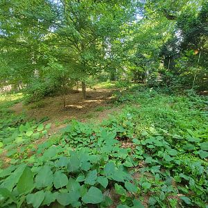 Beardsley 7/22 - Wolf Observation Learning Facility, red wolf viewing