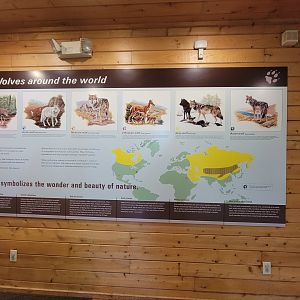 Beardsley 7/22 - Wolf Observation Learning Facility, species of wolf
