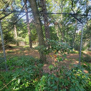 Beardsley 7/22 - Red wolf yard