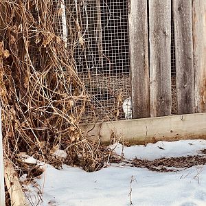 Snowy Owl. Near the caribou. Unsigned and mostly obscured from view…but here it is.