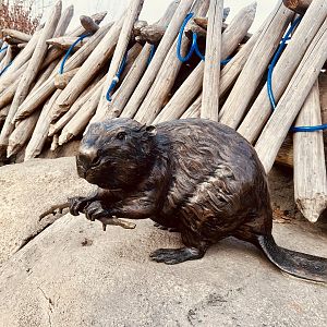 Zoo Art - Beaver