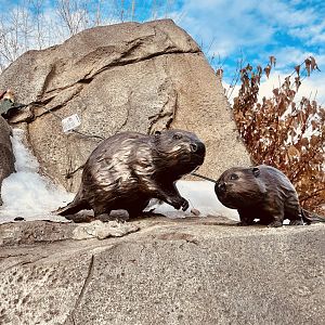 Zoo Art - Beavers