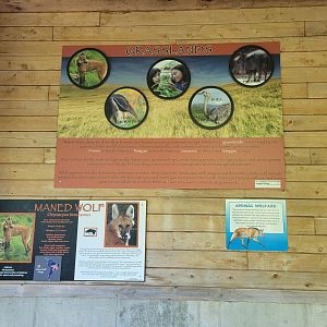 Beardsley 7/22 - Maned wolf info