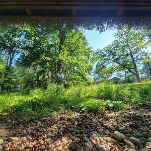 Beardsley 7/22 - Maned wolf yard