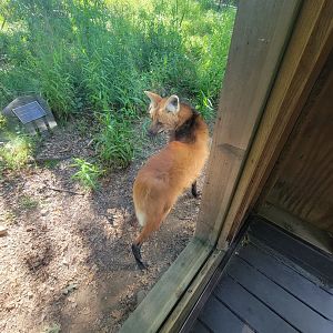 Beardsley 7/22 - Maned wolf