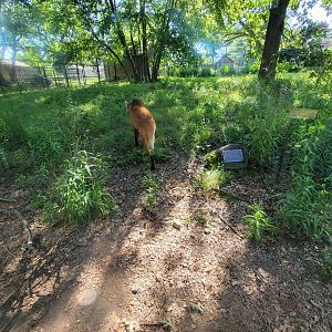 Beardsley 7/22 - Maned wolf walking away