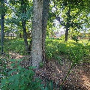 Beardsley 7/22 - Maned wolf yard