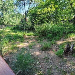 Beardsley 7/22 - Chacoan peccary yard