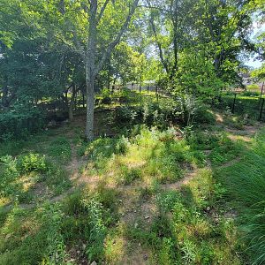 Beardsley 7/22 - Chacoan peccary yard