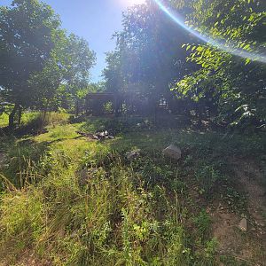 Beardsley 7/22 - Giant anteater and greater rhea yard