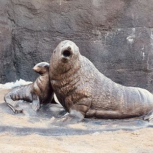 Zoo Art - Fur Seals