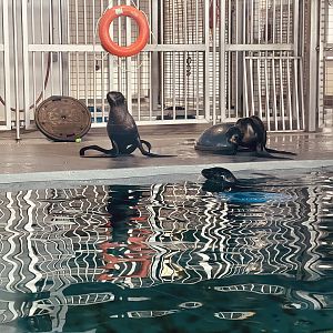 Northern Fur Seals and Harbor Seal