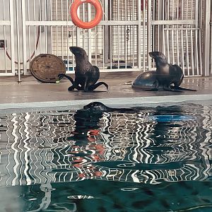 Northern Fur Seals and Harbor Seal