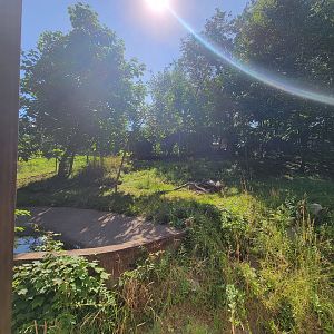 Beardsley 7/22 - Giant anteater and greater rhea yard