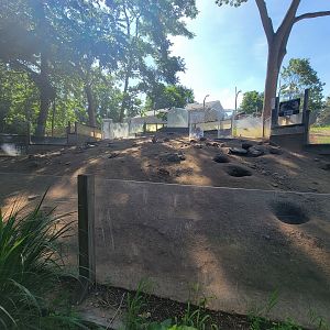 Beardsley 7/22 - Black-tailed prairie dogs