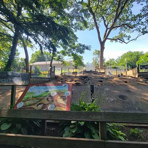 Beardsley 7/22 - Black-tailed prairie dogs