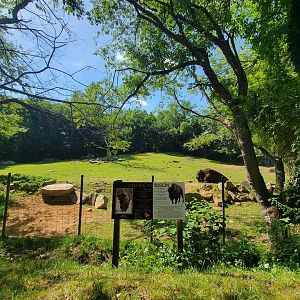 Beardsley 7/22 - Bison and white-tailed deer