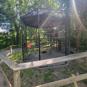 Beardsley 7/22 - Turkey vulture