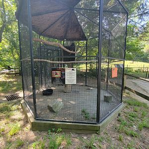 Beardsley 7/22 - Turkey vulture