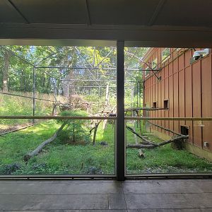 Beardsley 7/22 - Red panda outdoor yard