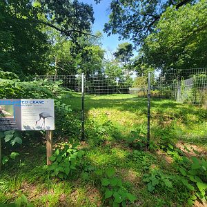 Beardsley 7/22 - White-naped crane yard