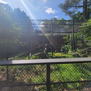 Beardsley 7/22 - Amur leopard