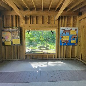 Beardsley 7/22 - Amur leopard viewing
