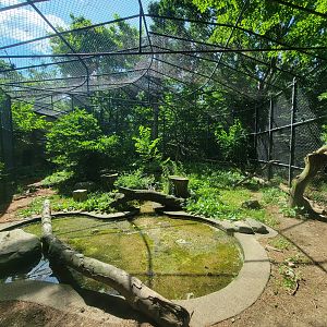Beardsley 7/22 - Amur leopard exhibit