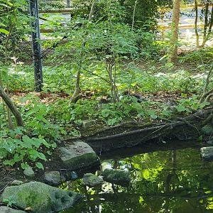 Beardsley 7/22 - Wetlands aviary, the three ducks I found