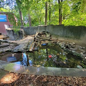 Beardsley 7/22 - North American river otters