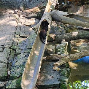 Beardsley 7/22 - North American river otters nap time