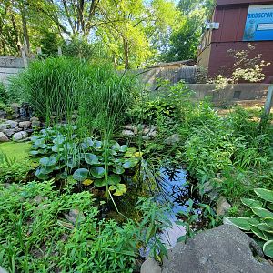 Beardsley 7/22 - Pond area