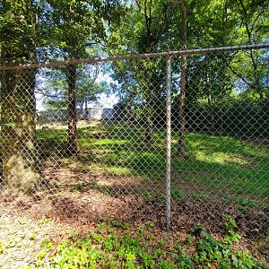 Beardsley 7/22 - Sandhill crane yard