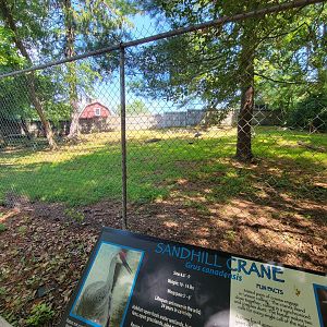 Beardsley 7/22 - Sandhill crane yard