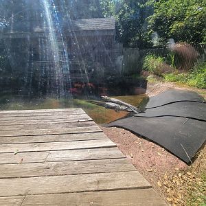 Beardsley 7/22 - American alligators