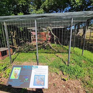 Beardsley 7/22 - Grey fox