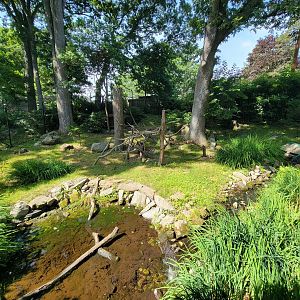 Beardsley 7/22 - Bald eagles